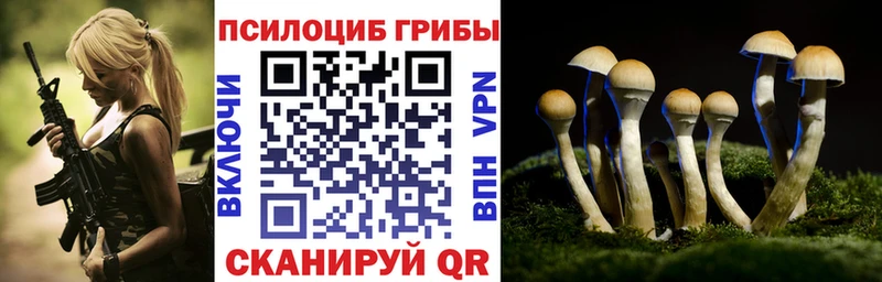 Псилоцибиновые грибы Psilocybe  где купить   Злынка 